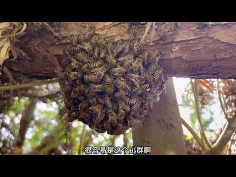 房间都能出现蜜蜂，小伙一时兴起直击老巢，竟发现窝这么大群逃蜂