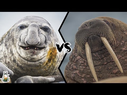 Video: Apa Persamaan Walrus Dan Permainan Video?