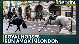 Uk Royal Cavalry Horses Run Amok In Central London Wion Fineprint