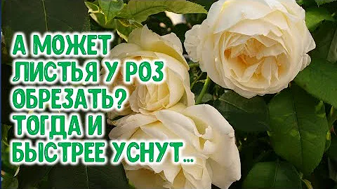 А может листья у роз обрезать? Тогда и быстрее розы заснут осенью...