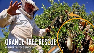 Rescuing Bees from an Orange Tree & Creating Honeycomb Jars | The Bush Bee Man