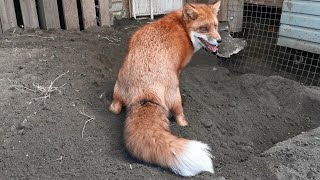 Lisa the Fox shows how to dig a den 😁