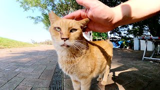 ホットドッグ屋さんの看板猫が「今日はお休みだニャン」と知らせてくれた