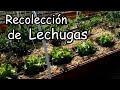 Cómo y Cuando Recolectar LECHUGAS!!!  TRUCO Para Cosechar 3 Veces Más!!!!