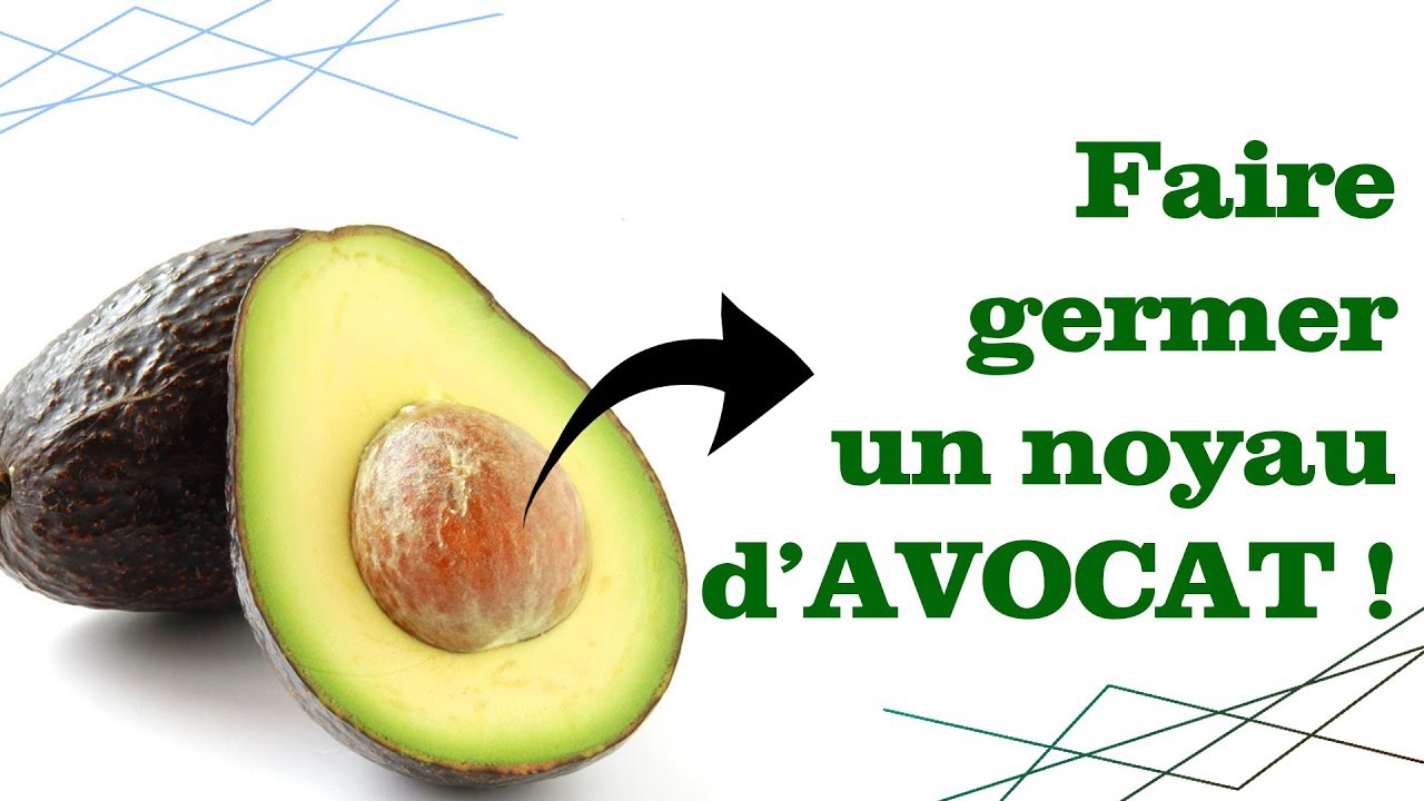 TUTO faire GERMER un NOYAU d'AVOCAT ! YouTube — free download