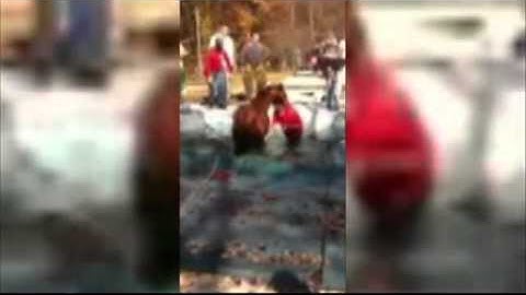 Horse Takes Plunge Into Neighbor