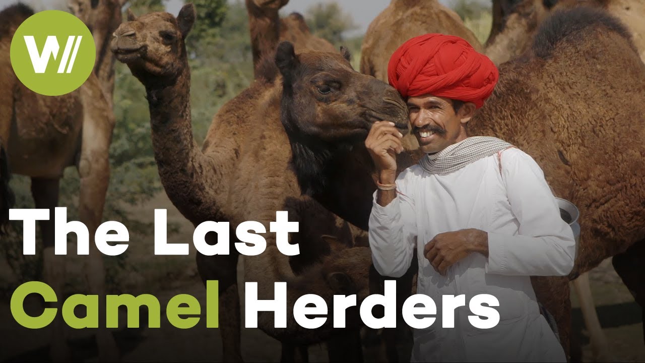 Жизнь последних погонщиков верблюдов Раджастана — «Верблюды — наши дети!» | Хранители Земли (4/5)