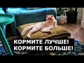 Смешные коты: ответы пушистых на вопросы, часть 2