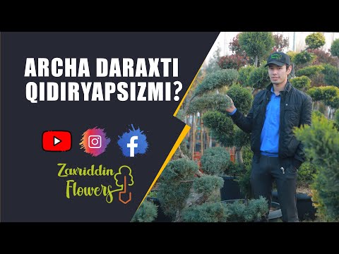 Video: Archa bargli barglimi?