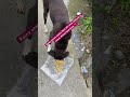 Feeling hungry stray #humanity #feeding #hungry #straydog #streetdog #dog #puppy #adoptstrays #viral