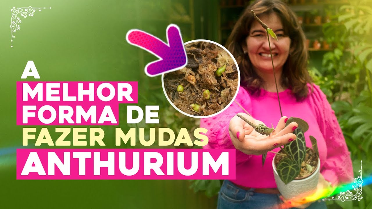 Como fazer MUDAS de ANTHURIUM por SEMENTES