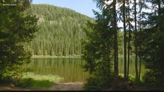 Man Shoots, Kills Bear After It Chased Him Up A Tree In Pend Oreille Co.
