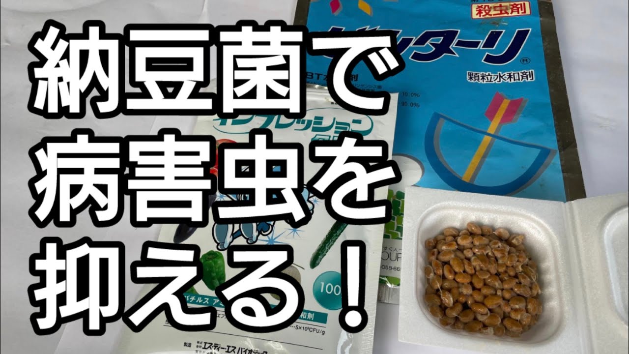 【納豆菌】で【病害虫対策】！！！害虫、カビを抑えます。レタス栽培、キャベツ栽培に効果アリアリ‼【納豆菌液】のつくり方、培養方法、をわかりやすく解説