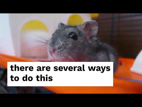 pet-hamster-names