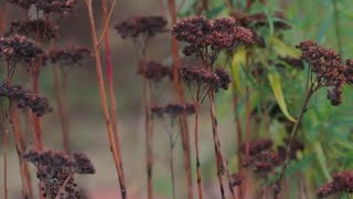 Allow Your Perennials To Die Gracefully in Winter