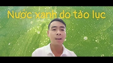Cắt tảo lam, tảo lục, tảo khuê. Dày trong ao nuôi tôm...