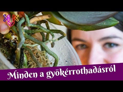 Videó: Gyökérrothadás Vagy 