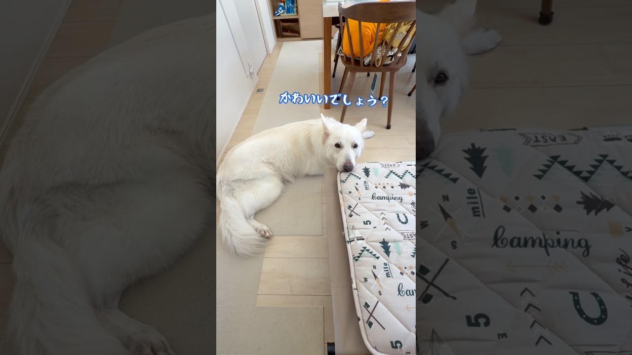 二人で一人　白　PSA9 The Large Dog Whose Full-Time Job Is Being Cute [White Shepherd