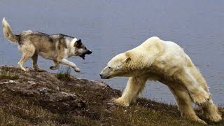 Dog vs Bear Attacks | Predator interaction 2023