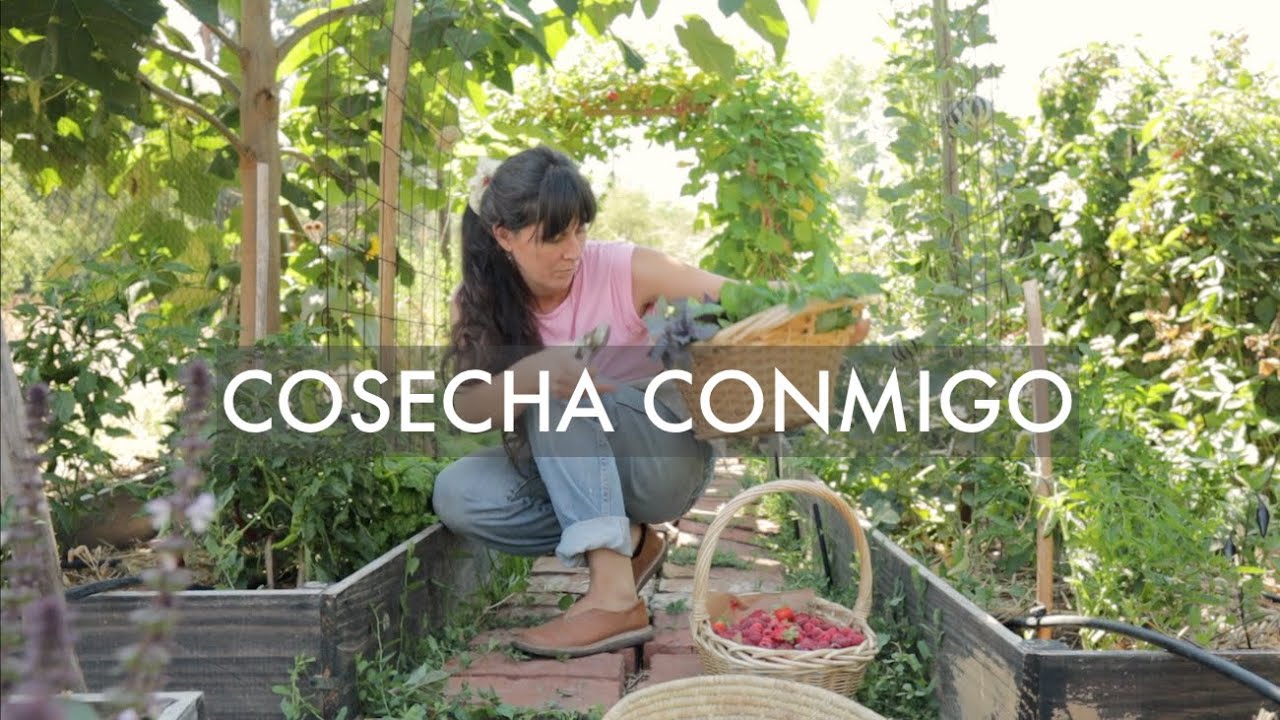 Cosecha Conmigo 💚🌿  | Abundancia en nuestro Huerto