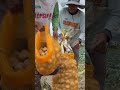 Panen Kentang #panen #kentang #suasanakampungyangsederhana