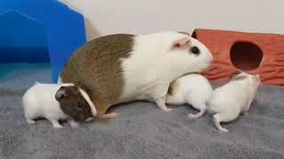 Baby Guinea Pigs Exploring