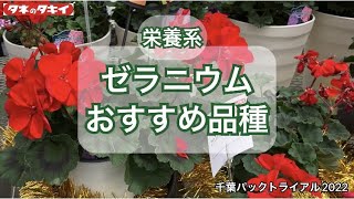 【園芸】2022-2023 ゼラニウム タキイおススメ品種