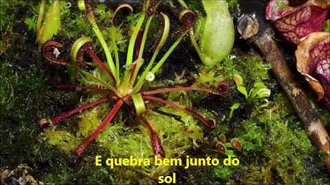 Informatic Monkeys - Processo de fases