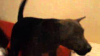 Boe The Patterdale Talking