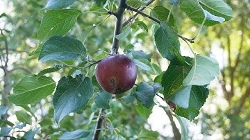 Reducing Fruit Damage with DIY Apple Codling Moth Traps