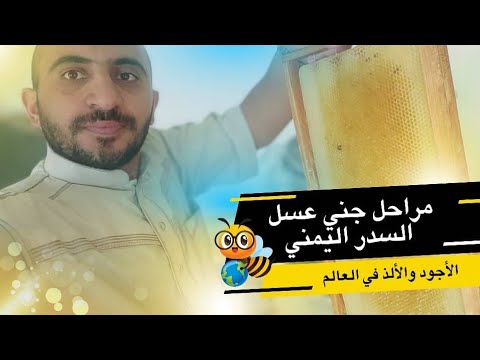 هكذا يتم جني عسل السدر اليمني الأصيل أبو تركي أيمن عبود