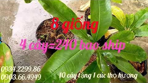 Đồng giá 60: cúc lá gai, huỳnh tỷ, vip, hoàng hậu, rồng bay, 4 long, 2 tầng