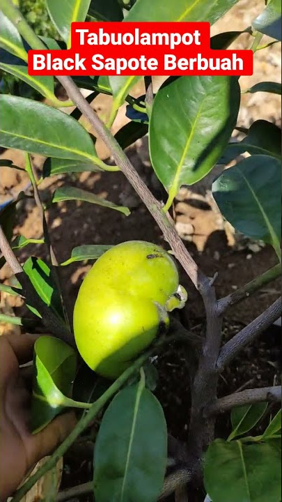 Black Sapote Mudah Berbuah di Pot