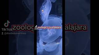 Zoologico Guadalajara