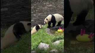 Panda Rui Rui and Babies in Shenshuping #panda #cute #pandacub #beautiful #pandalife #daily #vlog