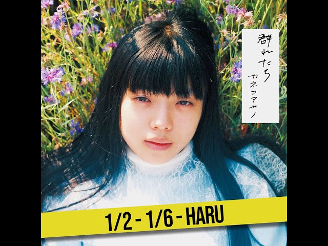 HARU - Kaneko Ayano カネコアヤノ - Muretachi - YouTube