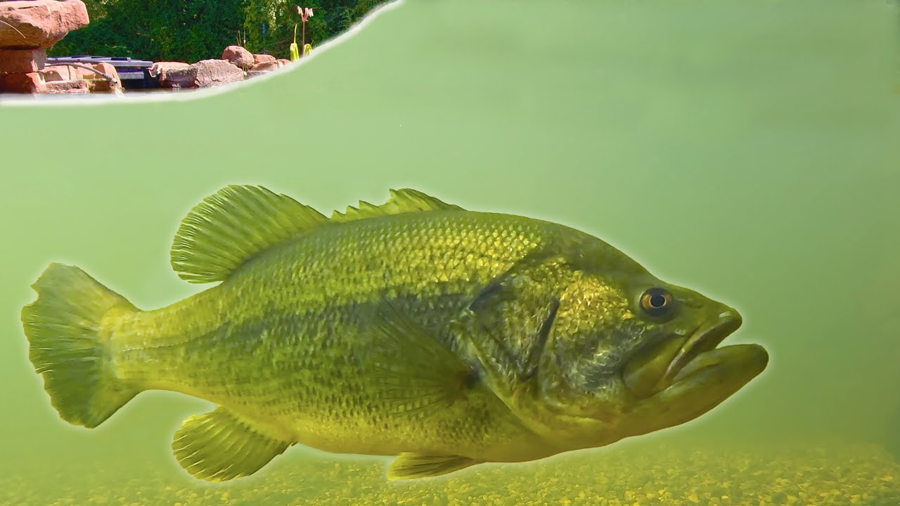 Bertha the Bass is Getting Huge!