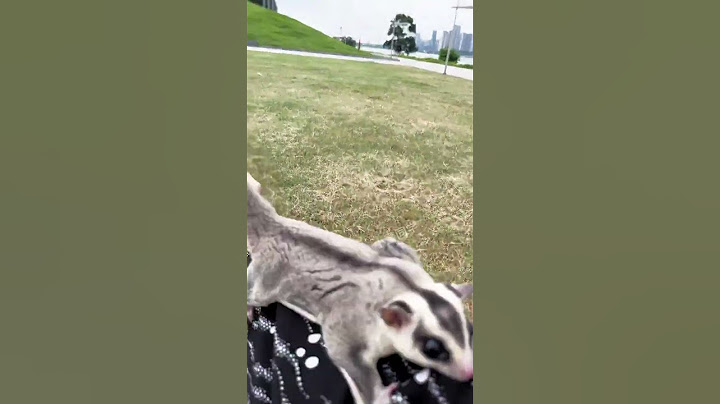 Poor Sugar Glider Was Caught By An Eagle #cutepets #animals #sugarglider #funny