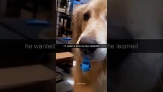 dogs being idiots #funnyanimals #funnypets #petvideos #lovegoldens #cutegolden #dogs #funnydogs
