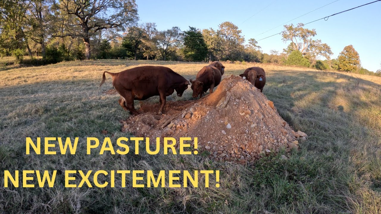 Подготовка нового пастбища для коров | На ранчо!