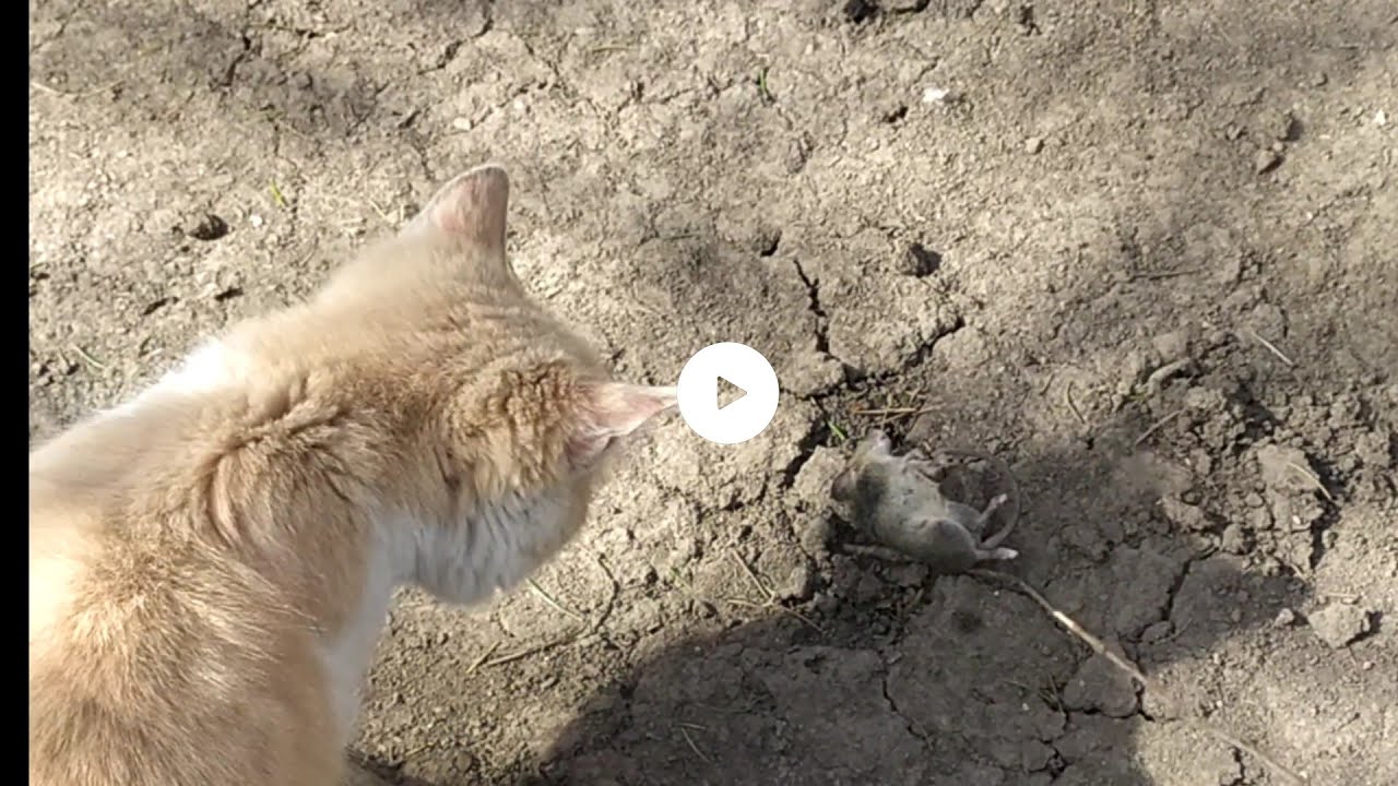 Кошка ловит мышку - YouTube