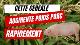 Cet Ingrédient va Augmenter le Poids de vos Porcs Rapidement