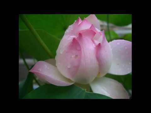 Beautiful flowers video | KRISHNA KUMAR.R
