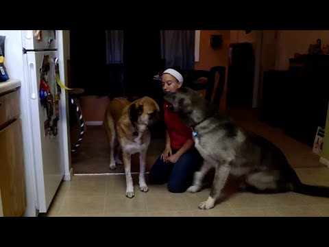 Wideo: Dog Mom Musings: 