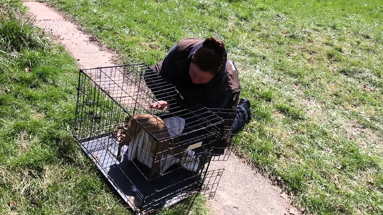 Rescue Roo Roo Rescue - YouTube