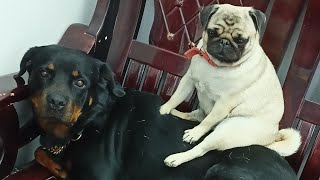 #dolly #tokyo #dog #rottweiler #pug #patience #love #day63 #dailyroutine #dailyvlog