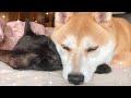 猫をなかせるツンデレ犬　She runs hot and cold