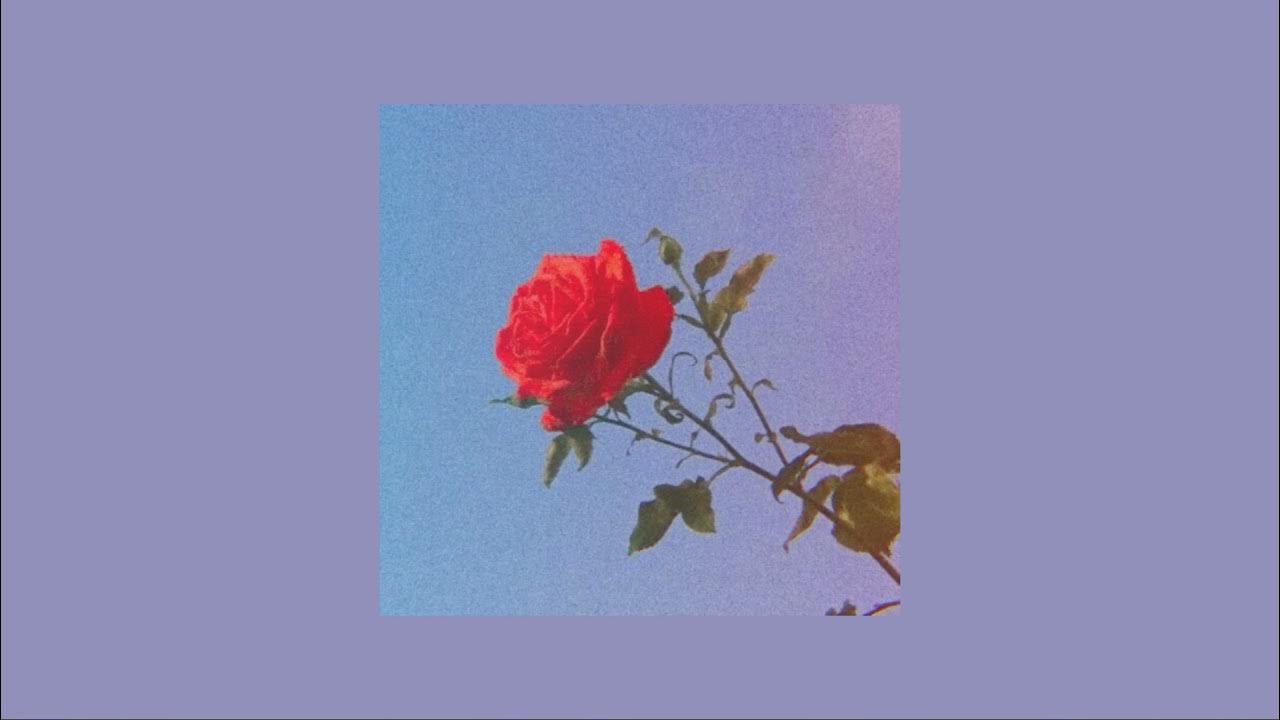 Saint john roses. Rose gone lyrics. Desert rose lolo zouaï album cover. Guns n roses don't cry клип. Песня roses slow.