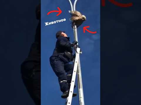 Подпишись! Птица застряла на столбе! Добрые люди спасают её — трогательная история.