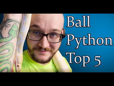 Video: Proč míč Pythons dělat velké domácí zvířata